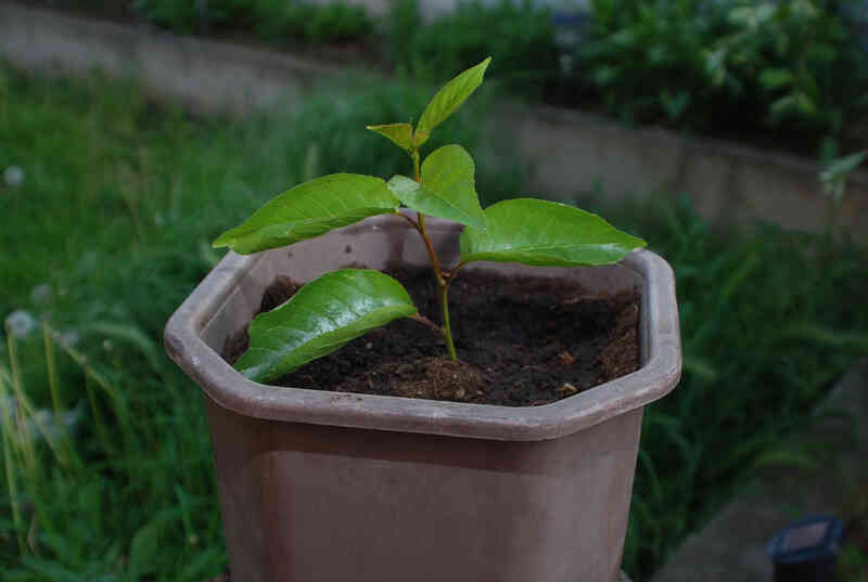 Cómo Hacer Crecer Una Tamarillo Árbol En Una Maceta 3591