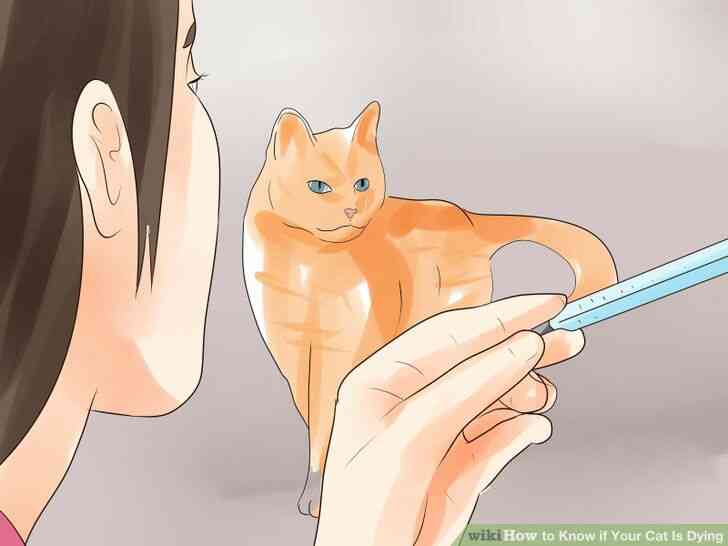 Cómo Saber si Tu Gato Está