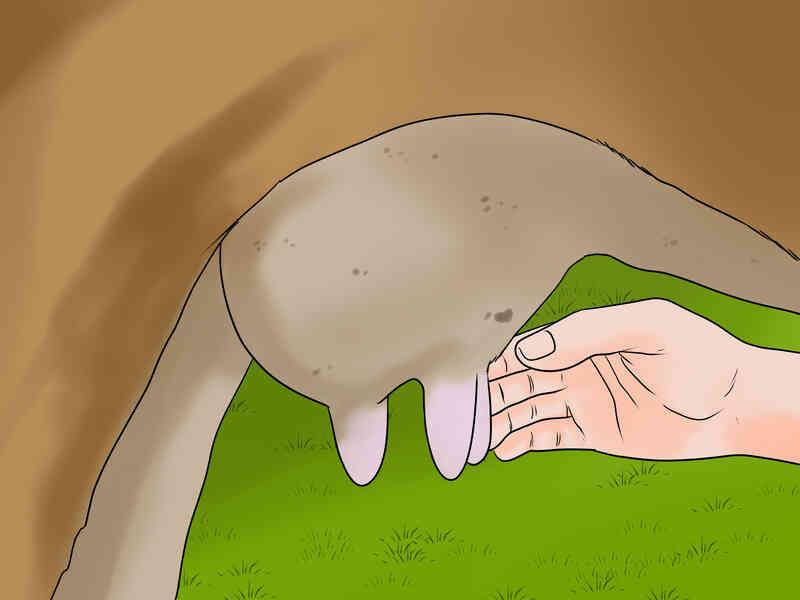 Cómo Fomentar la bajada de la Leche en una Vaca