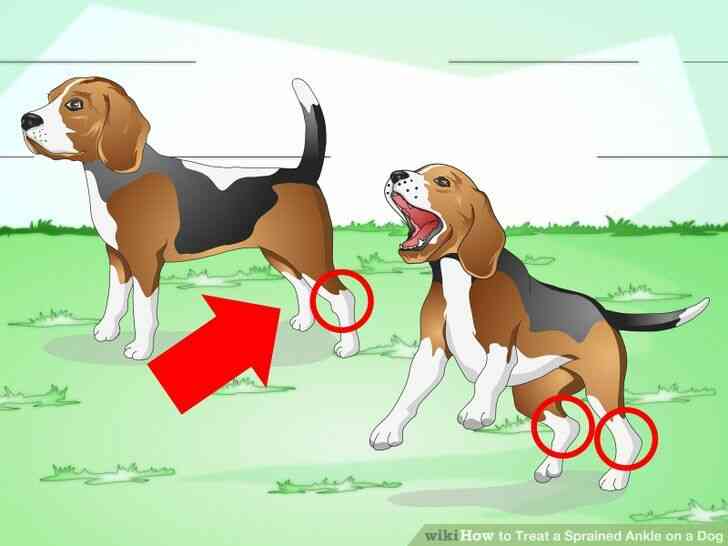 Imagen titulada el Tratamiento de un Esguince de Tobillo en un Perro Paso 1