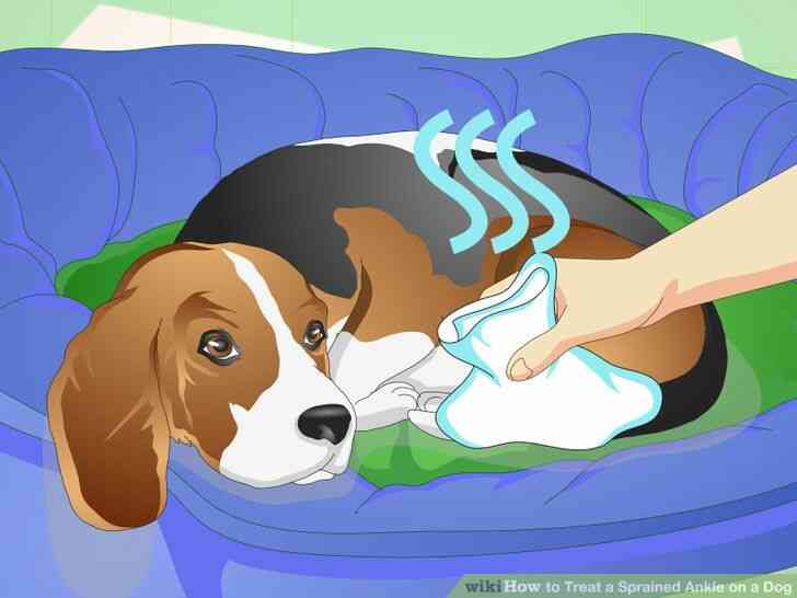 Imagen titulada el Tratamiento de un Esguince de Tobillo en un Perro Paso 7