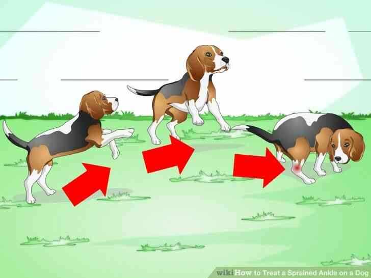Imagen titulada el Tratamiento de un Esguince de Tobillo en un Perro Paso 2