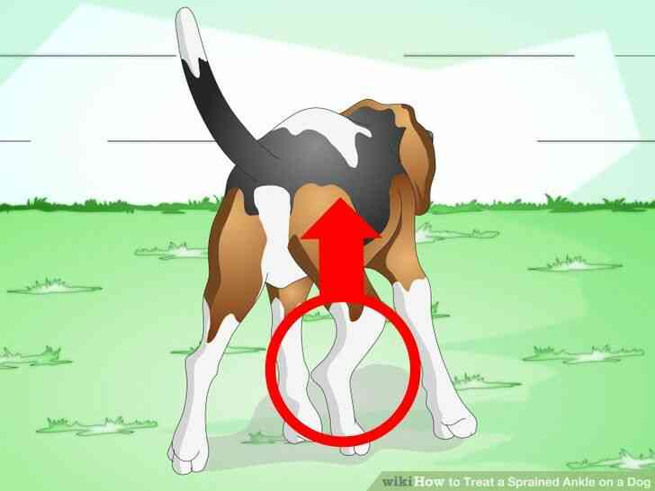 Imagen titulada el Tratamiento de un Esguince de Tobillo en un Perro Paso 3