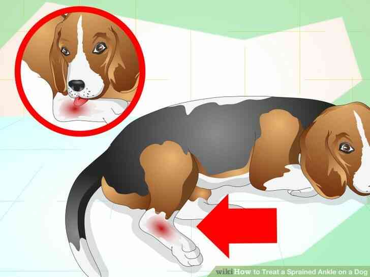 Imagen titulada el Tratamiento de un Esguince de Tobillo en un Perro Paso 4