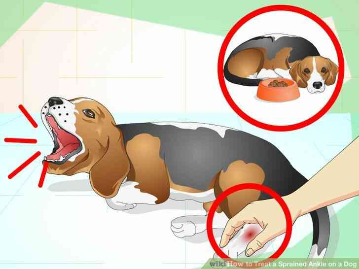 Imagen titulada el Tratamiento de un Esguince de Tobillo en un Perro Paso 5