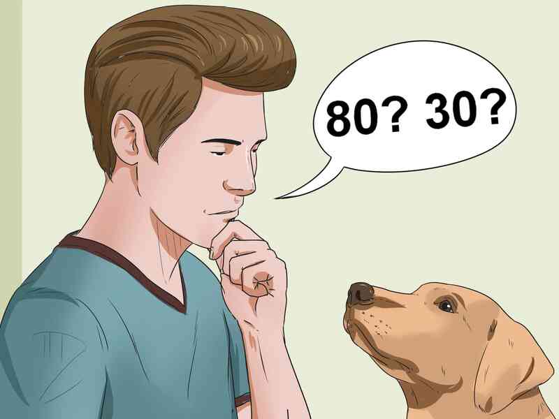 Cómo Calcular los Años de Perro