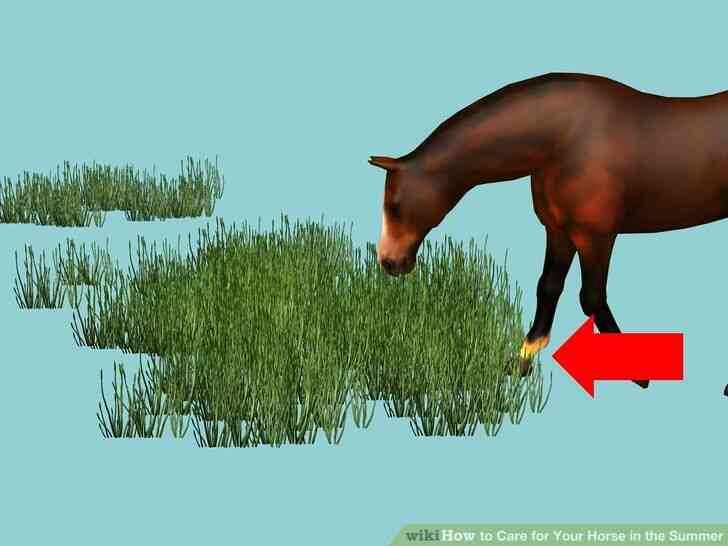Imagen titulada el Cuidado de Su Caballo en el Verano Paso 3