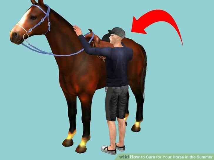 Imagen titulada el Cuidado de Su Caballo en el Verano Paso 5