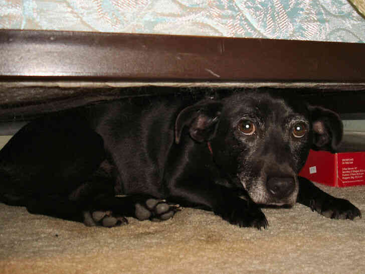 Imagen titulada Jan 9, 2009 Missy se esconde debajo de la cama