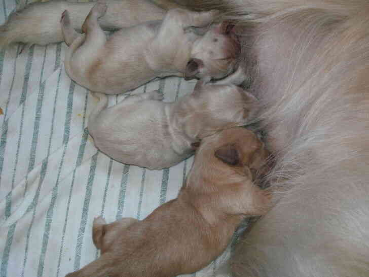 Imagen titulada Newborn_Golden_Retriever_Puppies.JPG