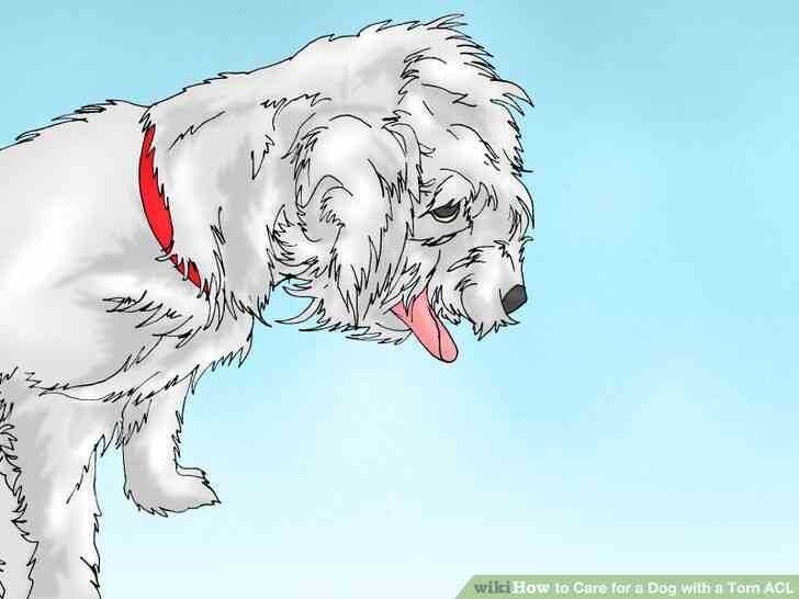 Imagen titulada cuidar a un Perro con un lca Roto Paso 7