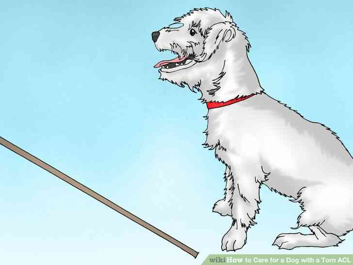 Imagen titulada cuidar a un Perro con un lca Roto Paso 2