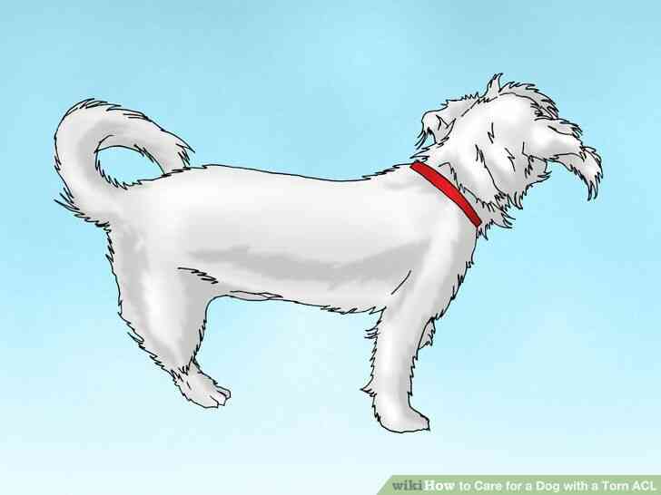 Imagen titulada cuidar a un Perro con un lca Roto Paso 3