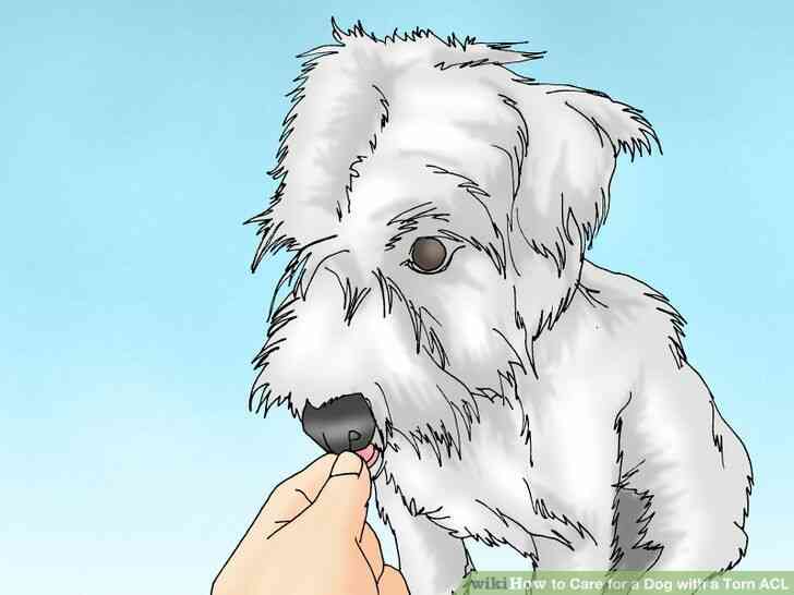 Imagen titulada cuidar a un Perro con un lca Roto Paso 4