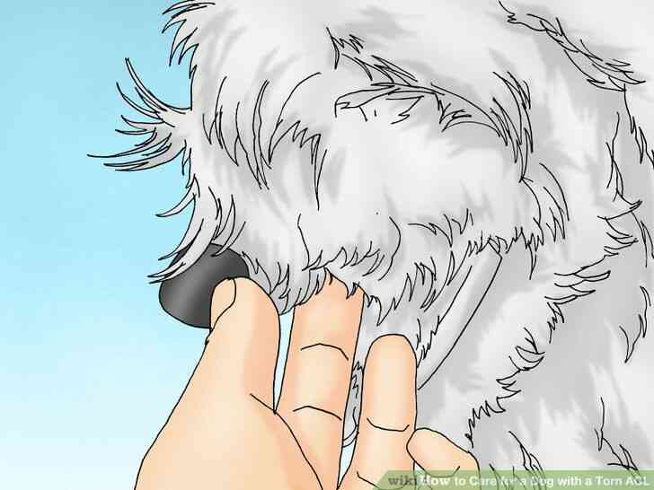 Imagen titulada cuidar a un Perro con un lca Roto Paso 5