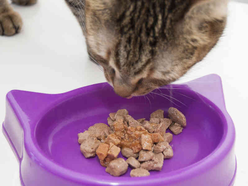 Cómo Cambiar la Comida para gatos