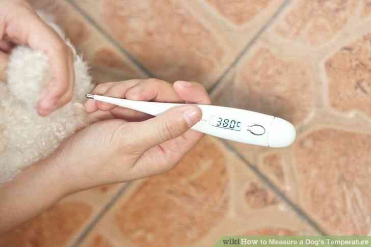 Imagen titulada Medida de un Perro de la Temperatura del Paso 5